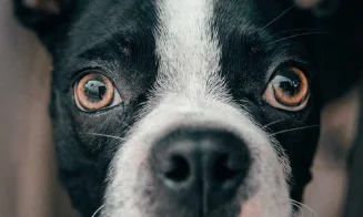 Ecco come contare davvero gli anni del cane